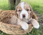 Small #2 Cocker Spaniel