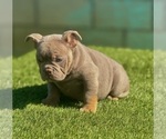 Small #10 English Bulldog