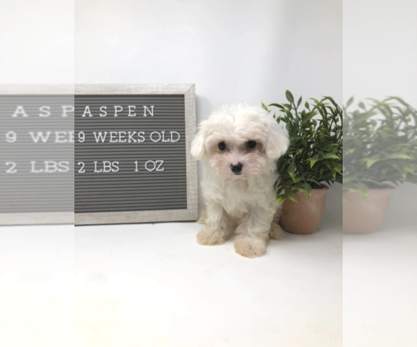 Medium Photo #1 Maltipoo Puppy For Sale in MIDDLESEX, NC, USA