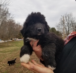 Great Pyrenees-Newfoundland Mix Puppy for sale in CADIZ, KY, USA