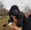 Small Great Pyrenees-Newfoundland Mix