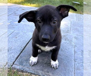 Shepradors Dogs for adoption in Minneapolis, MN, USA