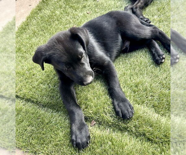 Medium Photo #5 Labrador Retriever-Unknown Mix Puppy For Sale in San Juan Capistrano, CA, USA