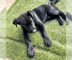 Small #4 Labrador Retriever Mix