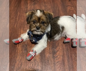 Shorkie Tzu Puppy for sale in SARATOGA SPRINGS, NY, USA