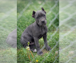 Small #23 Cane Corso