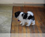 Small Photo #8 Pomeranian Puppy For Sale in COMMERCE, CA, USA
