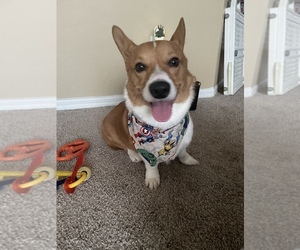 Pembroke Welsh Corgi Puppy for sale in CLERMONT, FL, USA