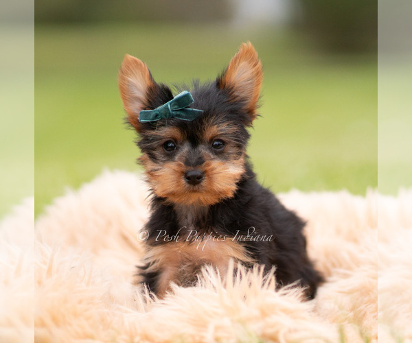 Medium Photo #18 Yorkshire Terrier Puppy For Sale in WARSAW, IN, USA