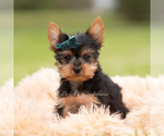 Small Photo #18 Yorkshire Terrier Puppy For Sale in WARSAW, IN, USA