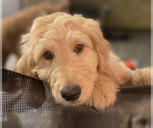 Goldendoodle Puppy for sale in PECK, KS, USA