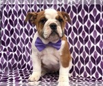 Small Photo #5 Bulldog Puppy For Sale in CLAY, PA, USA