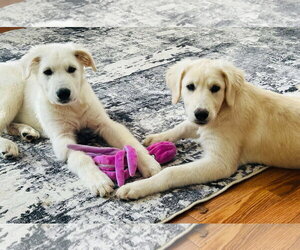 Nash - Male Great Pyrenees-Unknown Mix Dog for Adoption - Photo #2