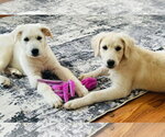 Small Photo #2 Great Pyrenees-Unknown Mix Puppy For Sale in Fenton, MO, USA