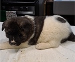 Small Photo #3 Akita Puppy For Sale in ELLINGTON, MO, USA