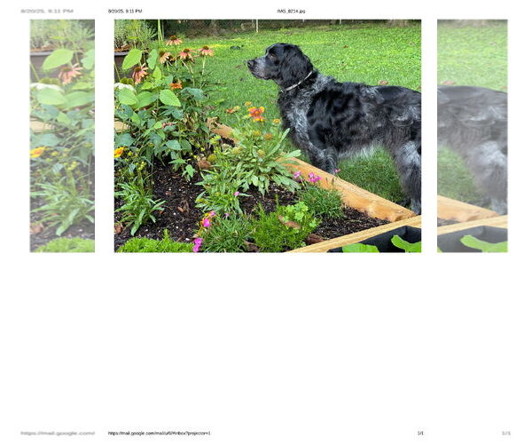 Medium Photo #4 - Mix Puppy For Sale in Curwensville, PA, USA