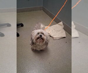 Shih-Poo Dogs for adoption in Las Vegas, NV, USA