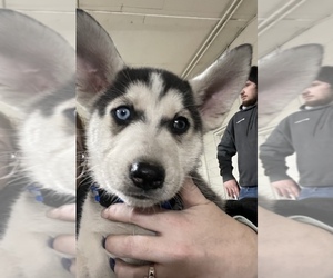 German Shepherd Dog-Siberian Husky Mix Puppy for sale in ELYRIA, OH, USA