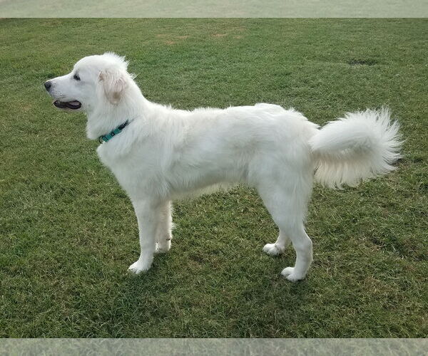 Medium Photo #29 Great Pyrenees Puppy For Sale in Houston, TX, USA