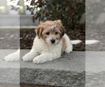 Small #1 La-Chon