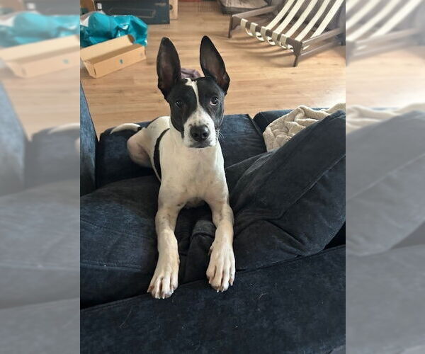 Medium Photo #16 Borador Puppy For Sale in Lakewood, CO, USA