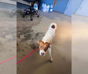 American Staffordshire Terrier-Unknown Mix Dogs for adoption in Tallahassee, FL, USA