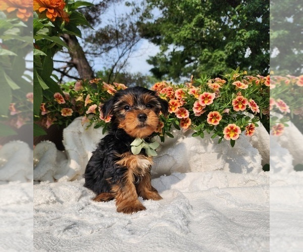 Medium Photo #4 Yorkshire Terrier Puppy For Sale in INDIANAPOLIS, IN, USA