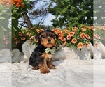 Small #3 Yorkshire Terrier