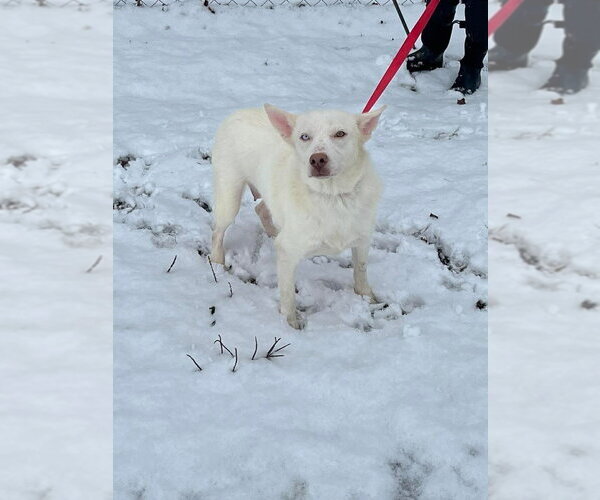 Medium Photo #2 Siberian Husky-Unknown Mix Puppy For Sale in Aurora, IN, USA