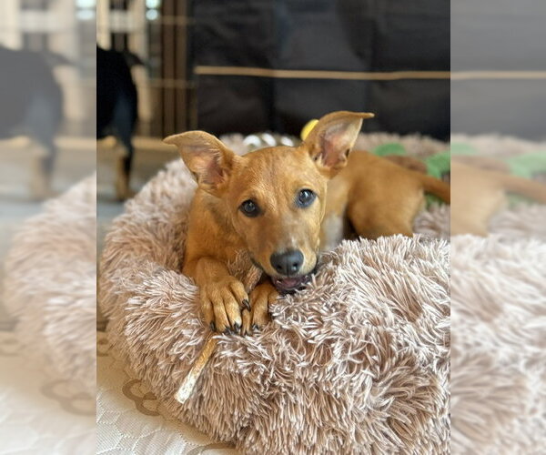 Medium Photo #4 Mutt Puppy For Sale in Sandy, UT, USA