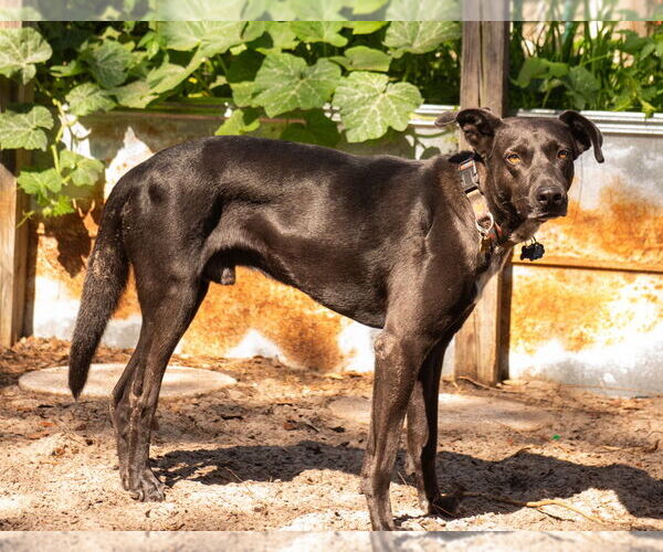Medium Photo #3 Labrador Retriever-Unknown Mix Puppy For Sale in oakland, FL, USA