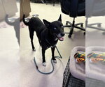 PACO - Male Siberian Husky Dog for Adoption - Small photo