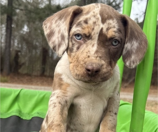 Medium Photo #1 Catahoula Leopard Dog Puppy For Sale in KEITHVILLE, LA, USA