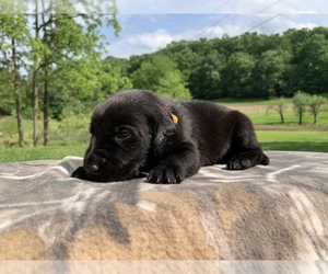 Labrador Retriever Puppy for sale in READING, PA, USA