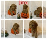 Puppy Jinx Goldendoodle-Poodle (Toy) Mix