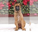 Small #6 German Shepherd Dog