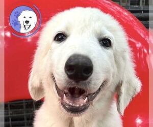 Great Pyrenees Dogs for adoption in Spring, TX, USA