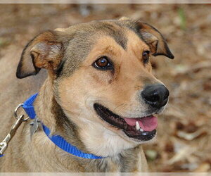 Cookie - Female Mutt Dog for Adoption
