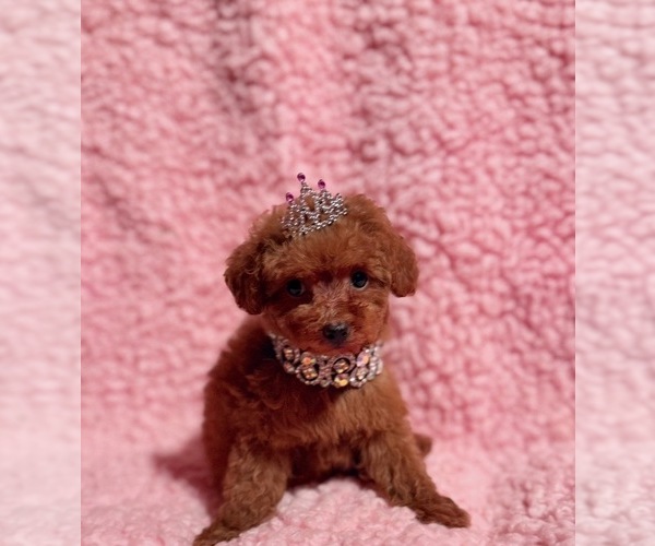 Medium Photo #2 Poodle (Toy) Puppy For Sale in REDLANDS, CA, USA