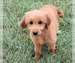 Small Photo #29 Goldendoodle (Miniature) Puppy For Sale in SYRACUSE, IN, USA