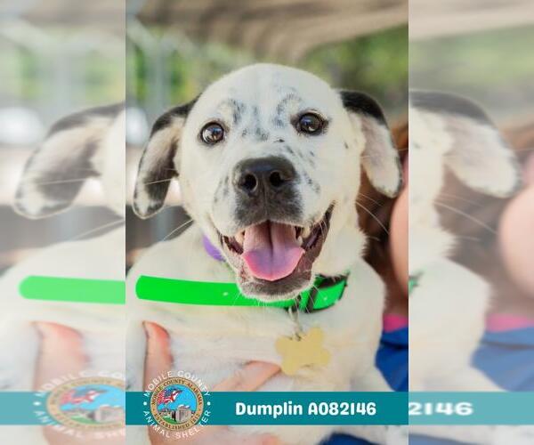 Medium Photo #1 American Bulldog-Unknown Mix Puppy For Sale in Mobile, AL, USA