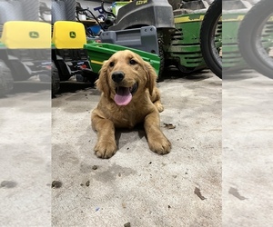 Golden Retriever Puppy for sale in BATTLEFIELD, MO, USA