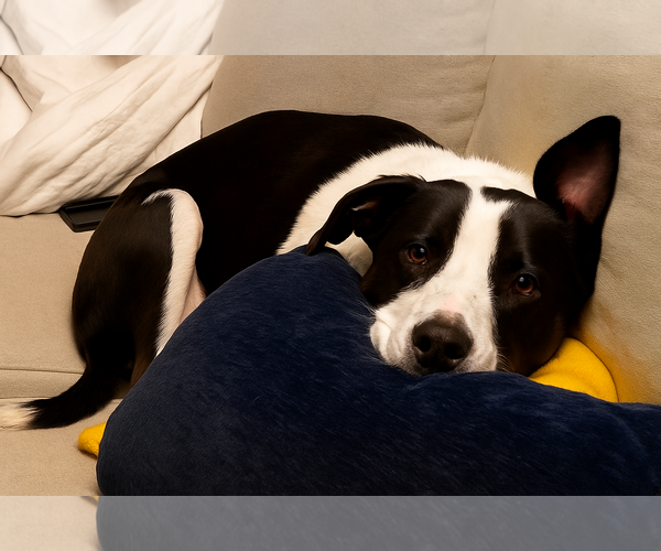 Medium Photo #5 American Pit Bull Terrier-Border Collie Mix Puppy For Sale in Laramie, WY, USA