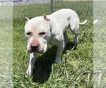 Small #1 American Pit Bull Terrier