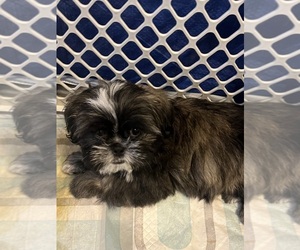 Shih Tzu Puppy for sale in GUTHRIE, KY, USA