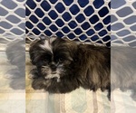 Tate - Male Shih Tzu Puppy for Sale - Small photo