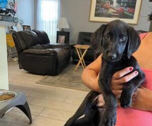 Labrador Retriever Puppy for Sale in RIVERVIEW, Florida USA