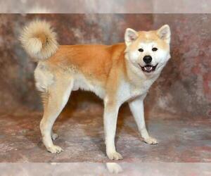 Akita-Unknown Mix Dogs for adoption in West Valley, UT, USA