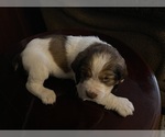 Small Photo #9 English Springer Spaniel Puppy For Sale in STATESVILLE, NC, USA