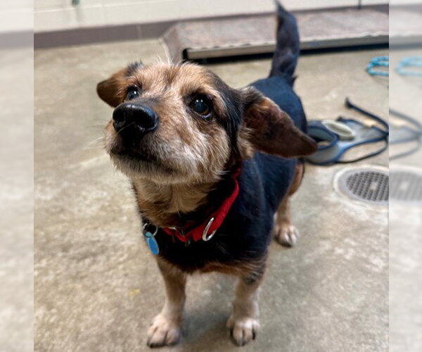 Medium Photo #1 Chihuahua-Unknown Mix Puppy For Sale in Waterford, VA, USA